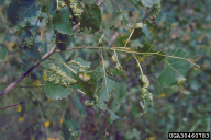Taphrina populina