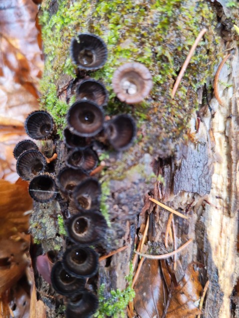 Cyathus striatus