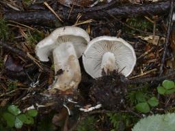 Atractosporocybe inornata