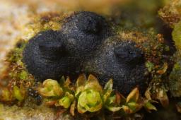 Navicella pileata