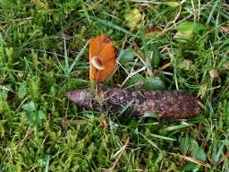 Auriscalpium vulgare