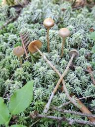 Galerina paludosa