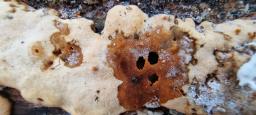 Rigidoporus crocatus