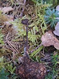 Auriscalpium vulgare