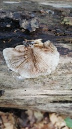 Pleurotus ostreatus
