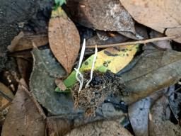 Clavaria falcata