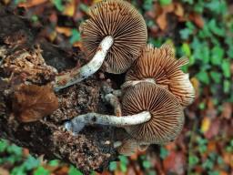 Agrocybe firma
