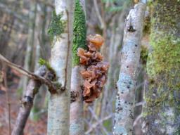 Phaeotremella frondosa