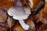 Tricholoma saponaceum