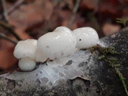Mucidula mucida