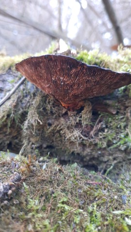 Daedaleopsis confragosa