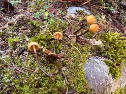 Galerina atkinsoniana