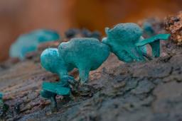 Chlorociboria aeruginascens