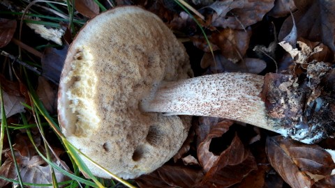 Leccinum quercinum