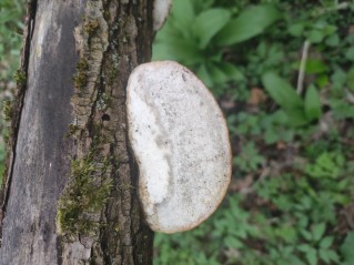 Trametes suaveolens