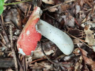 Russula rosea