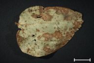 Uromyces appendiculatus
