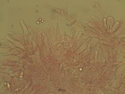 Hemimycena cucullata