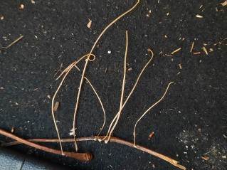 Typhula juncea