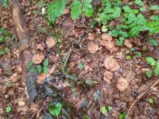 Collybiopsis peronata
