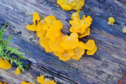 Dacrymyces chrysospermus