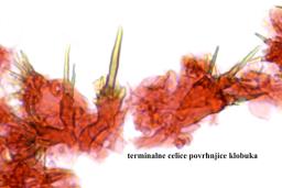 Marasmius cohaerens
