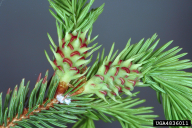 Sacchiphantes abietis