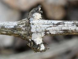 Radulomyces rickii