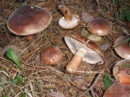 Tricholoma fracticum