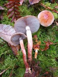 Hypholoma lateritium
