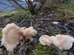 Collybia rivulosa