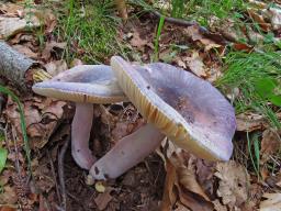 Russula amoena