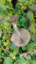 Entoloma chalybeum