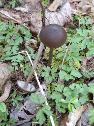 Entoloma hirtipes