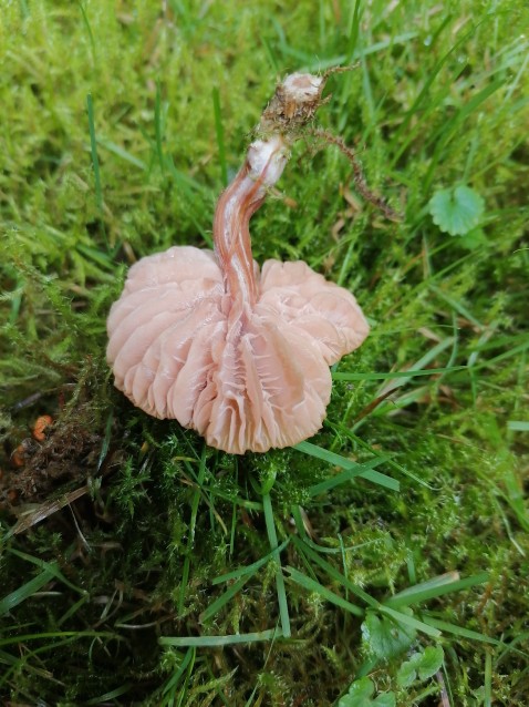 Laccaria laccata