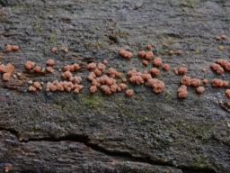 Cerinomyces aeneus