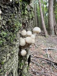 Mucidula mucida