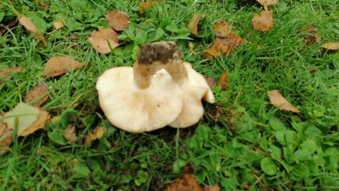 Lyophyllum loricatum