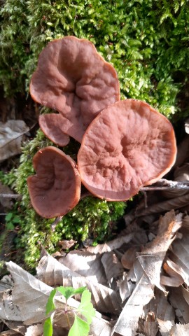 Discina ancilis
