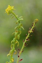 Uromyces scutellatus