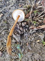 Xerula pudens