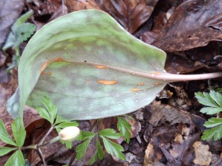 Uromyces erythronii
