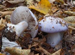 Cortinarius caerulescens