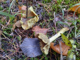 Tricholoma equestre