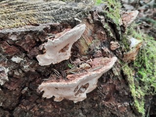 Heterobasidion parviporum