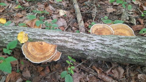 Daedaleopsis confragosa