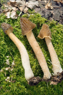 Verpa bohemica