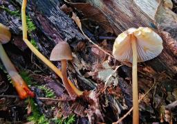 Mycena crocata