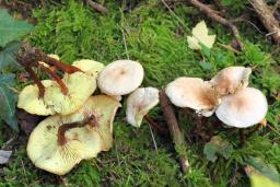 Gymnopus erythropus