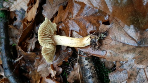Tricholoma sulphureum